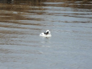 Smew 札幌モエレ沼公園 Mon, 5/2/2022