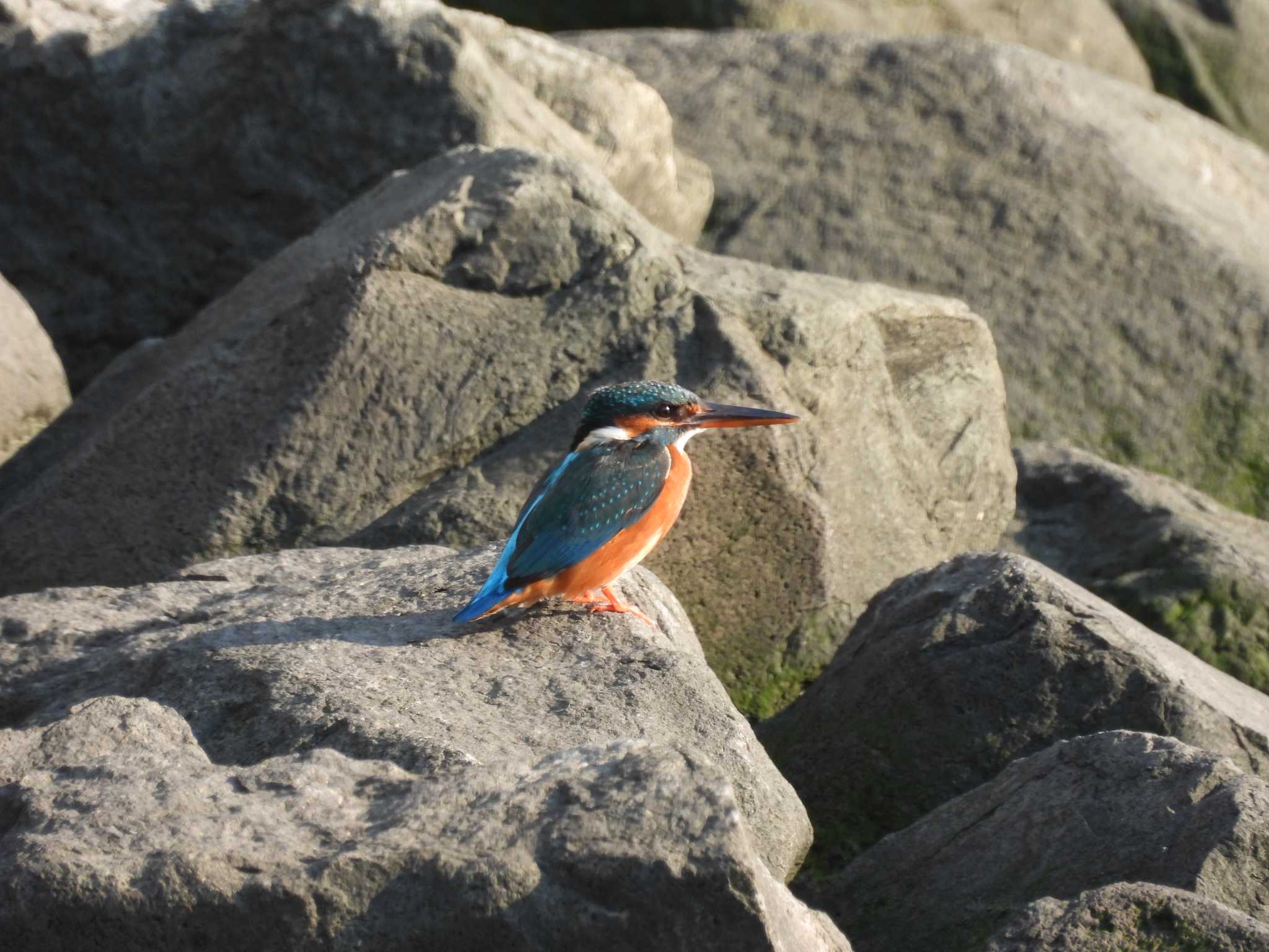 ふなだまり カワセミの写真 by D48211