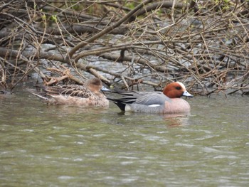 Eurasian Wigeon 東屯田川遊水地 Sun, 5/1/2022