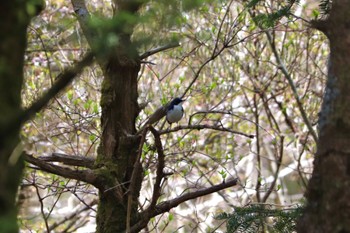 Siberian Blue Robin 富士山2合目、水ヶ塚公園 Thu, 5/5/2022