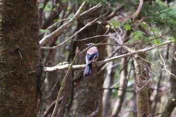 Eurasian Jay 富士山2合目、水ヶ塚公園 Thu, 5/5/2022