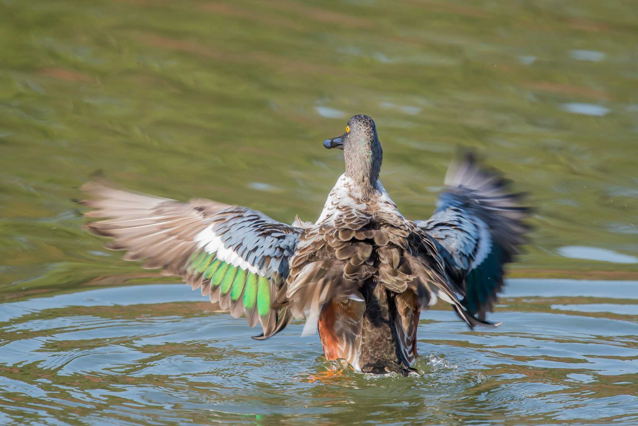 明石公園 ハシビロガモの写真