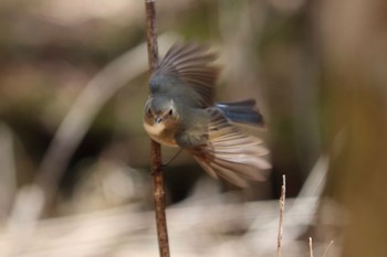 Red-flanked Bluetail 富士山2合目、水ヶ塚公園 Thu, 5/5/2022