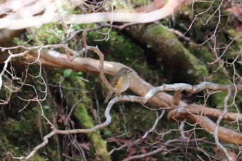 Red-flanked Bluetail 富士山2合目、水ヶ塚公園 Thu, 5/5/2022