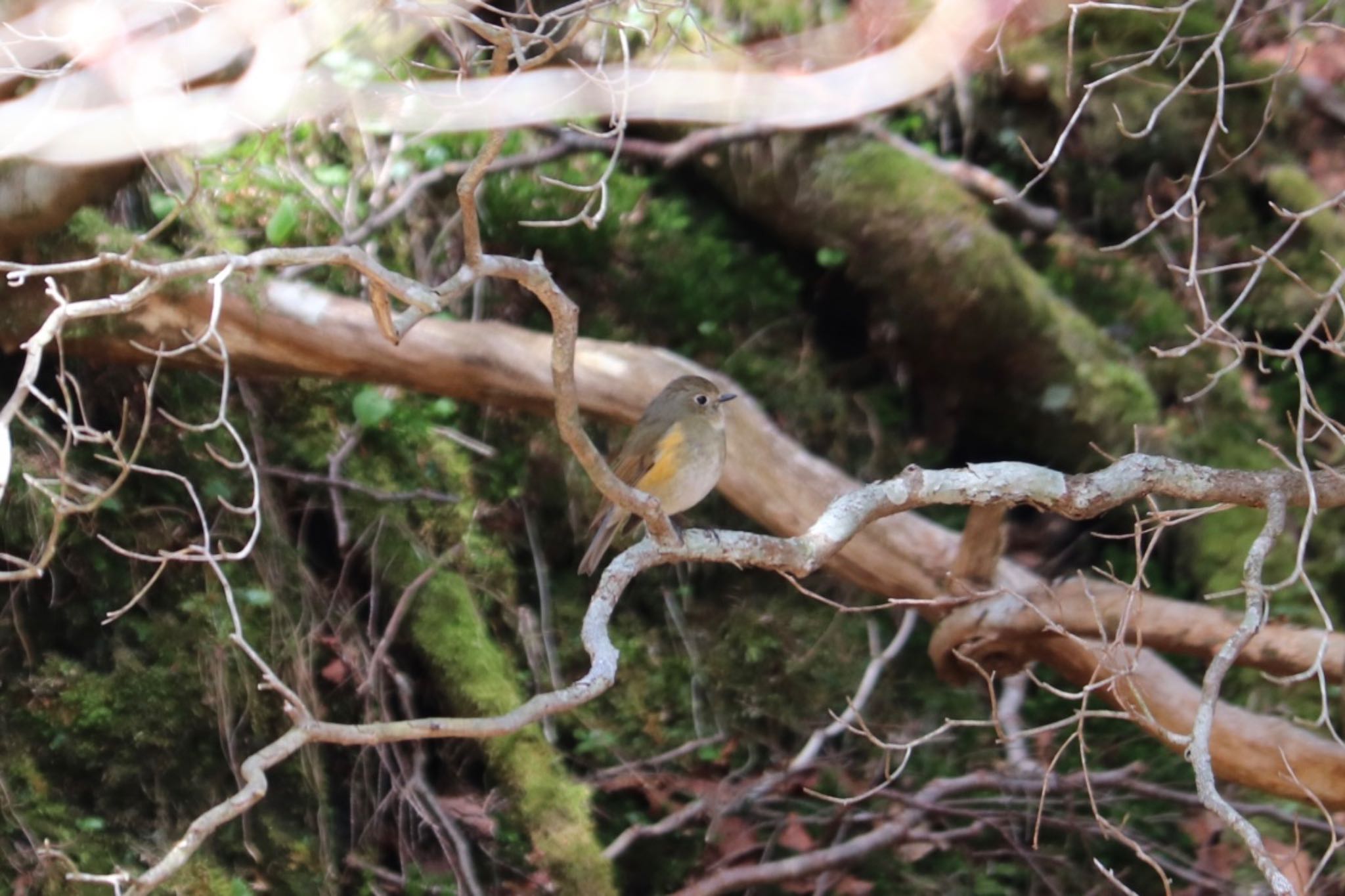 Photo of Red-flanked Bluetail at 富士山2合目、水ヶ塚公園 by monsuke