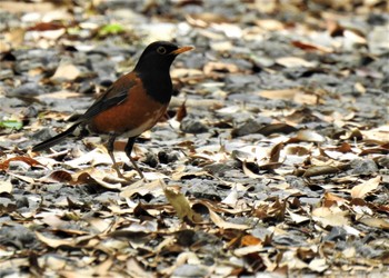 Izu Thrush Miyakejima Island Fri, 5/6/2022