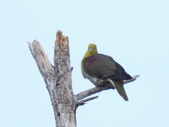 2022年5月4日(水) 広島県の野鳥観察記録