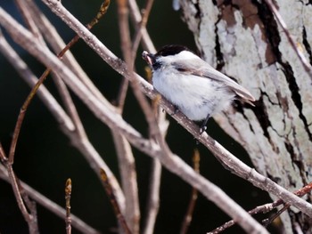 Willow Tit Ozegahara Sat, 4/30/2022