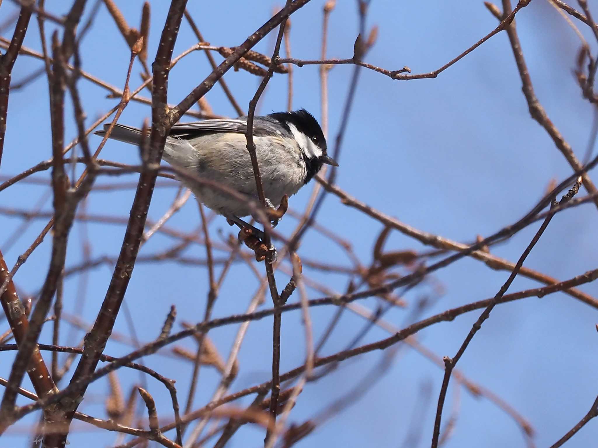 Photo of Coal Tit at Ozegahara by 日根野 哲也