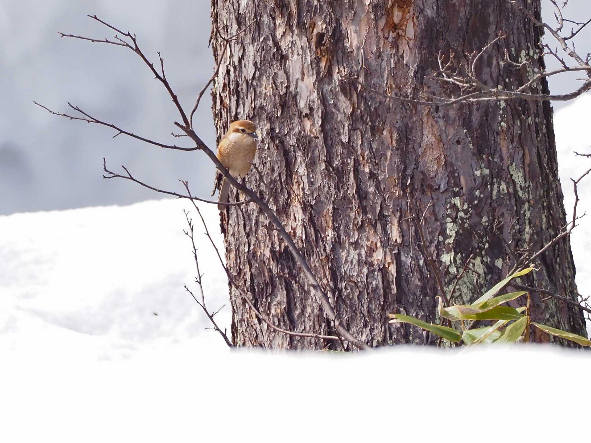 Bull-headed Shrike