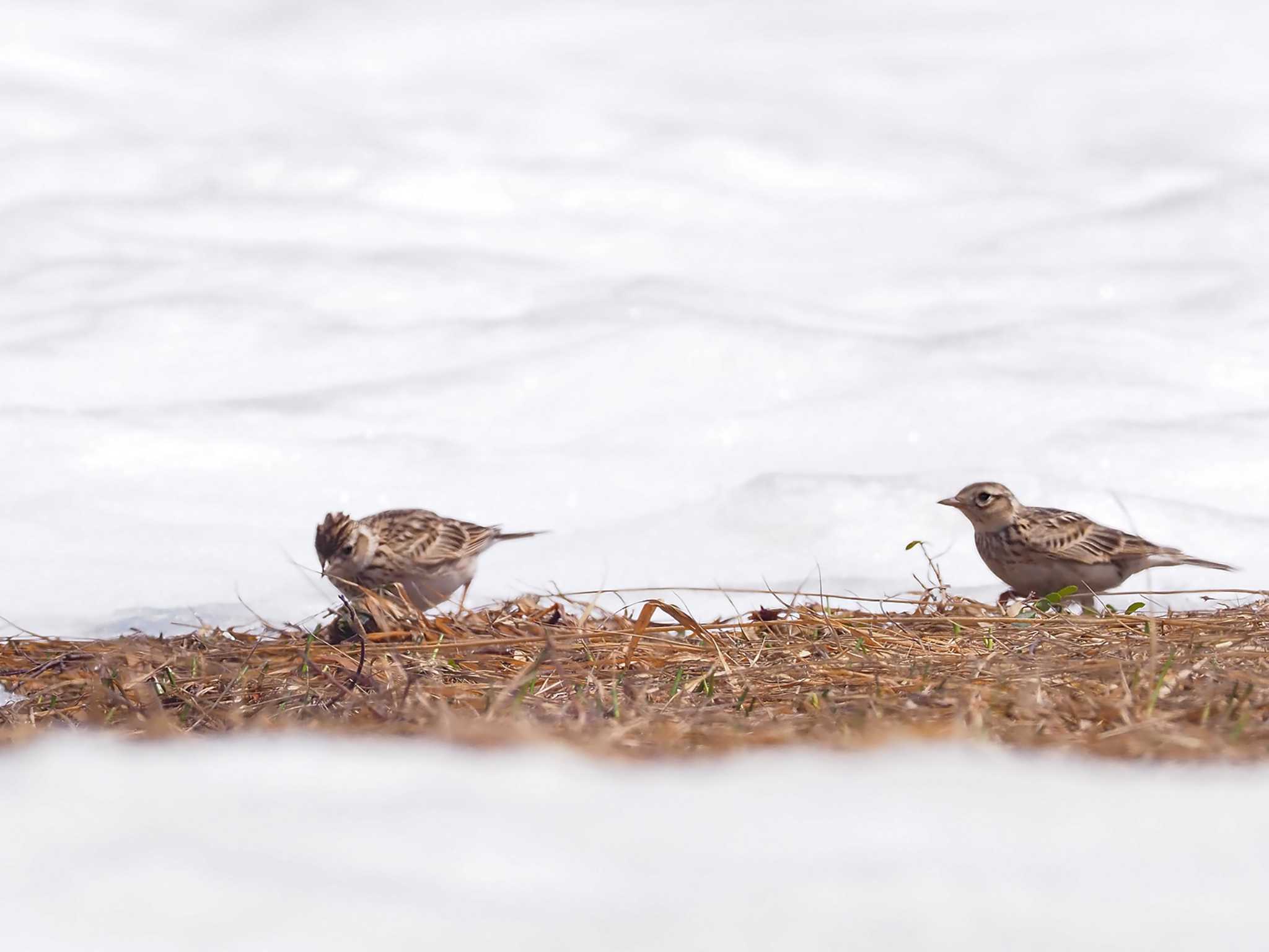 Eurasian Skylark