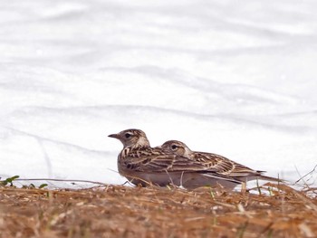 Eurasian Skylark Ozegahara Sat, 4/30/2022