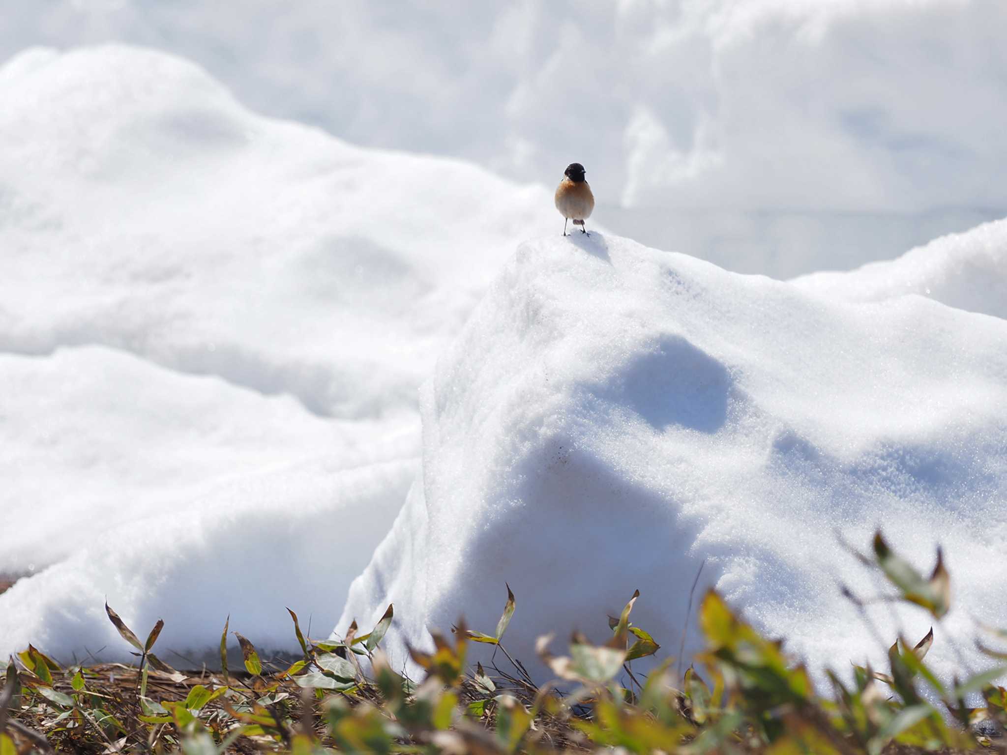 Photo of Amur Stonechat at Ozegahara by 日根野 哲也