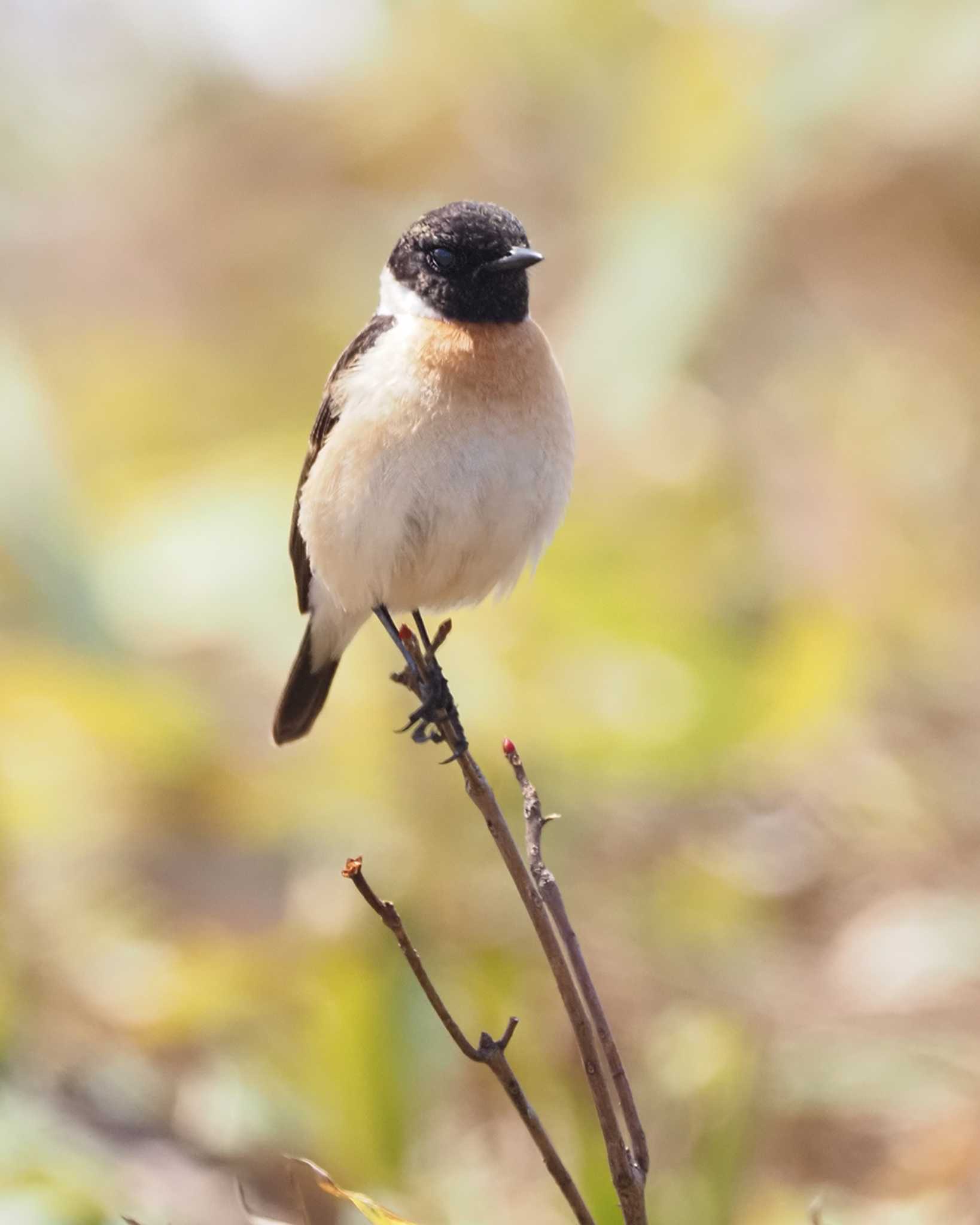 Amur Stonechat