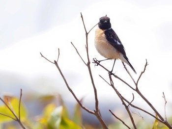 Amur Stonechat Ozegahara Sat, 4/30/2022