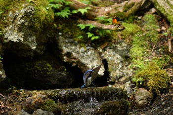 Blue-and-white Flycatcher 山梨 Fri, 5/6/2022