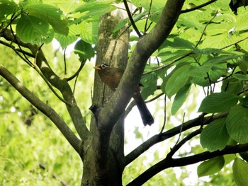 2022年5月6日(金) 昭和記念公園の野鳥観察記録