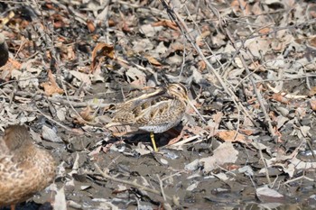 タシギ 秋ヶ瀬公園(野鳥の森) 2021年1月16日(土)