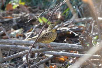 アオジ 秋ヶ瀬公園(ピクニックの森) 2021年1月16日(土)