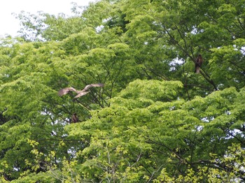 2022年5月6日(金) 浅川の野鳥観察記録