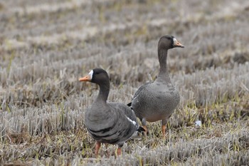 マガン 滋賀県 湖北 2017年12月4日(月)