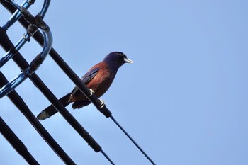 2022年4月4日(月) 奄美大島の野鳥観察記録