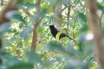 Lidth's Jay Amami Island(General) Fri, 4/8/2022