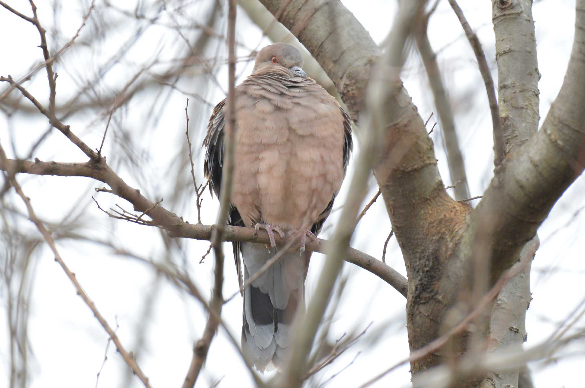 Photo of Oriental Turtle Dove at 彩湖・道満グリーンパーク by Kazuki_s