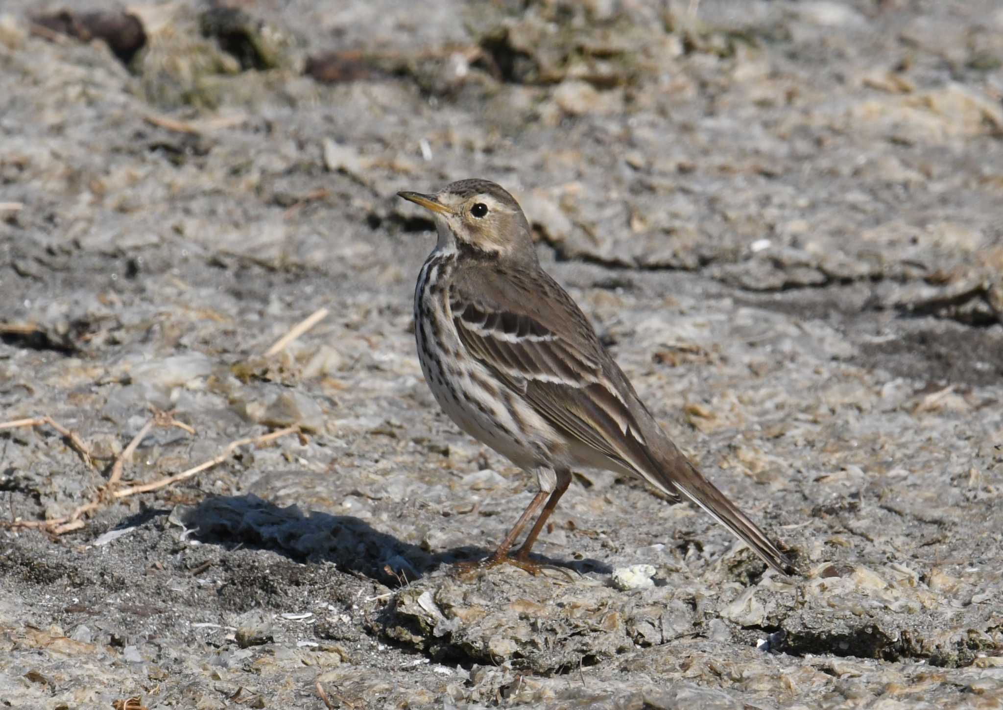 Photo of Water Pipit at Sambanze Tideland by あひる