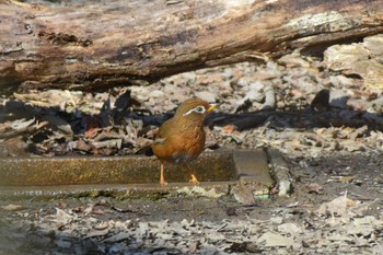 ガビチョウ 秋ヶ瀬公園(野鳥の森) 2021年2月21日(日)