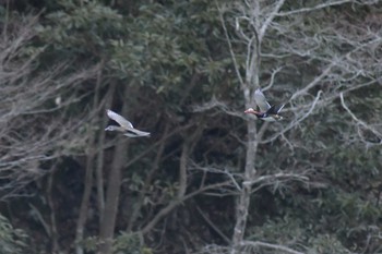 Mandarin Duck 神奈川 Sun, 2/13/2022