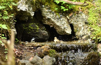 Narcissus Flycatcher 山梨 Fri, 5/6/2022