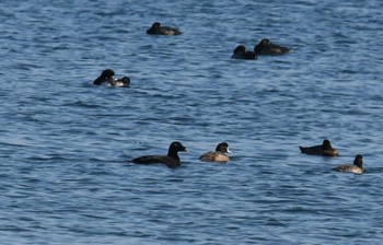 ビロードキンクロ ふなばし三番瀬海浜公園 2017年12月3日(日)