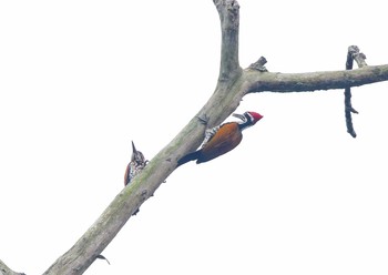 Common Flameback Kaeng Krachan National Park Sat, 11/25/2017