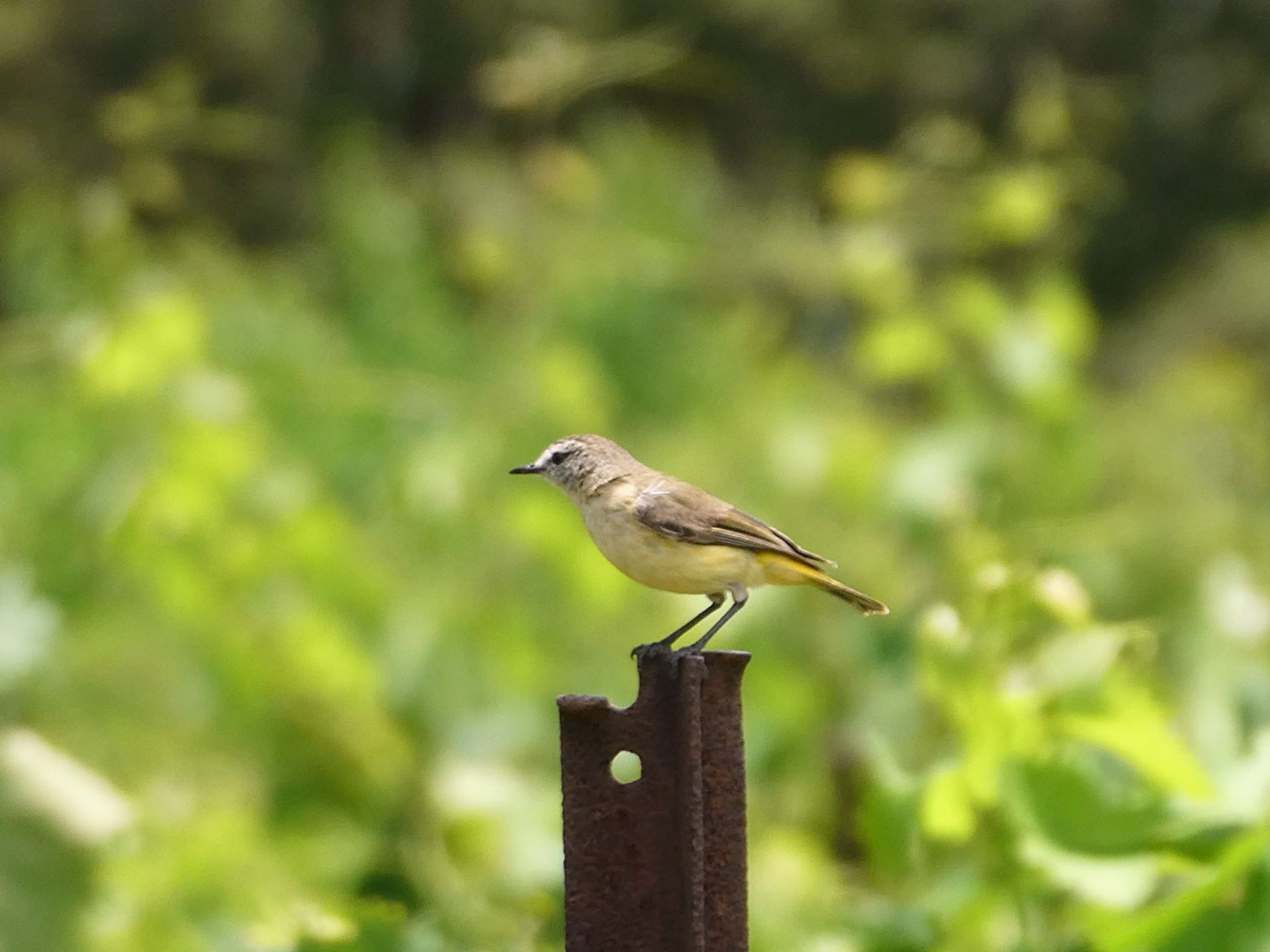 Photo of Yellow-rumped Thornbill at Mudgee, NSW, Australia by Maki