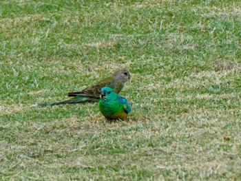 ビセイインコ Mudgee, NSW, Austrslia 2021年12月26日(日)