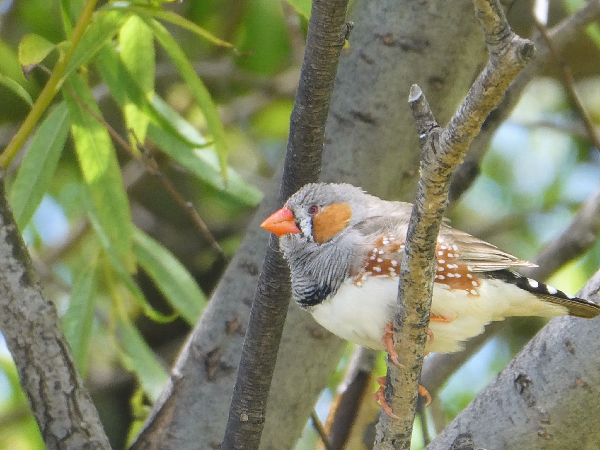 Mudgee, NSW, Australia キンカチョウの写真 by Maki