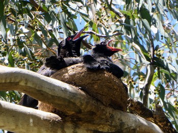 White-winged Chough