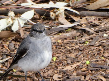 Hooded Robin