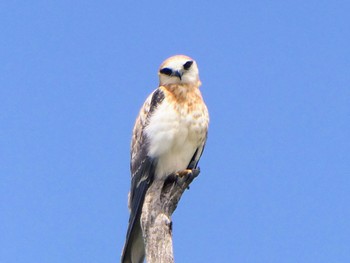 オーストラリアカタグロトビ Central Coast Wetlands, Tuggerah, Australia 2021年12月18日(土)