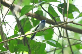 Black-naped Monarch Kaeng Krachan National Park Sat, 11/25/2017