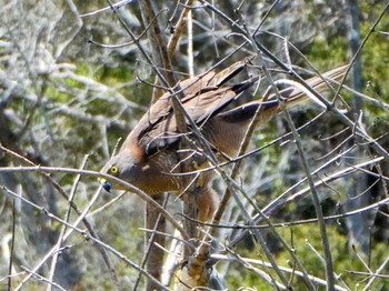 アカハラオオタカ Central Coast Wetlands, Tuggerah, Australia 2021年12月18日(土)