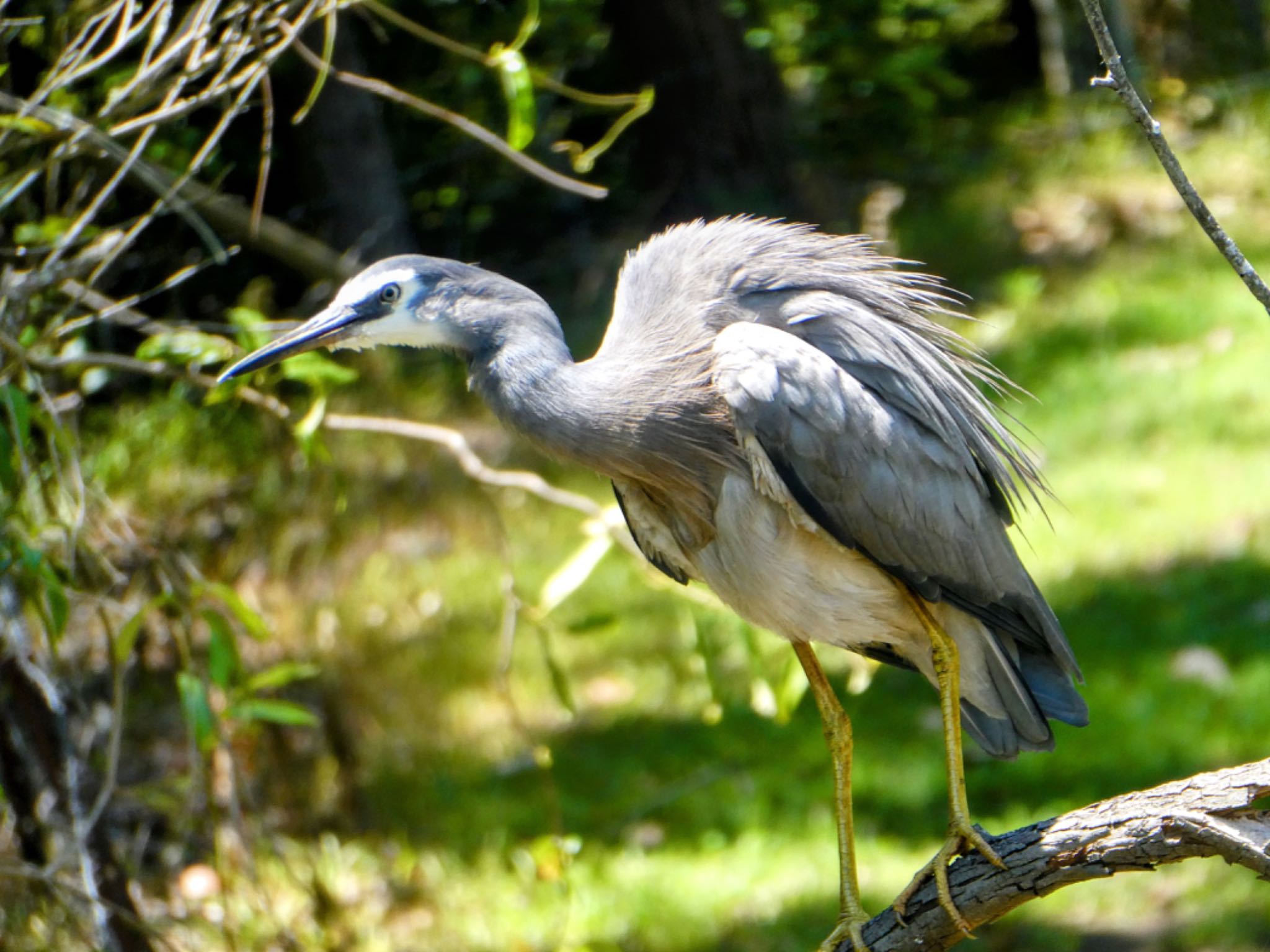 Central Coast Wetlands, Tuggerah, Australia カオジロサギの写真 by Maki