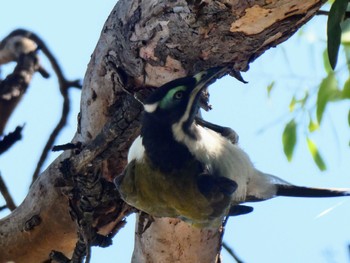 Blue-faced Honeyeater Gulgong, NSW, Australia Sun, 12/26/2021