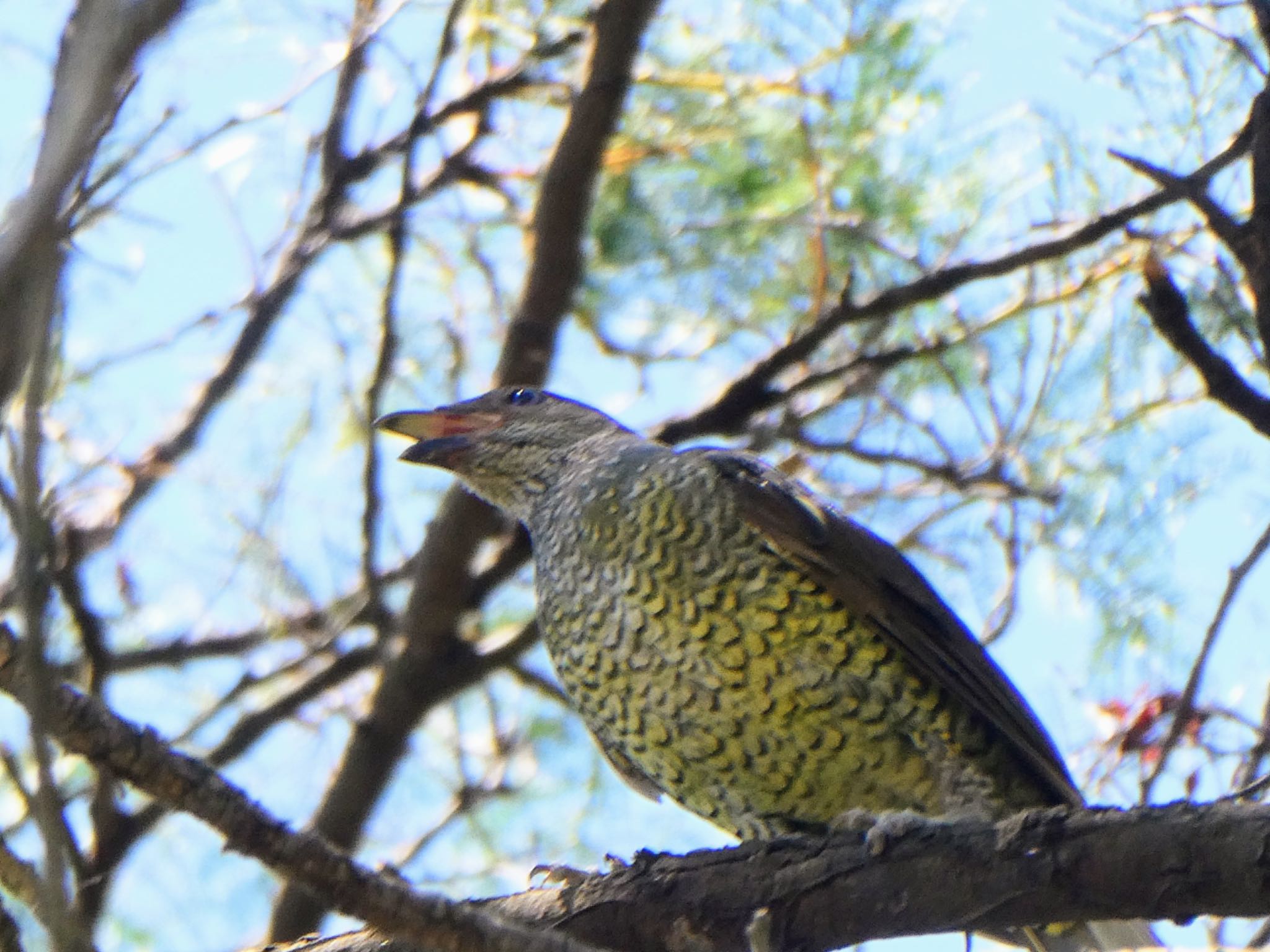 Central Coast Wetlands, Tuggerah, Auatralia アオアズマヤドリの写真 by Maki