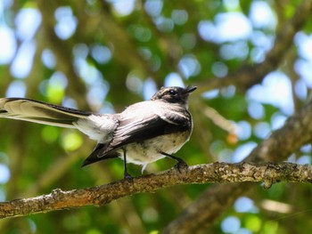 Grey Fantail Central Coast Wetlands, Tuggerah, Australia Sat, 12/18/2021