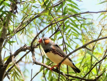 キンカチョウ Mudgee, NSW, Australia 2021年12月26日(日)