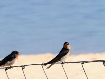 Welcome Swallow The Entrance, NSW, Australia Sat, 12/18/2021