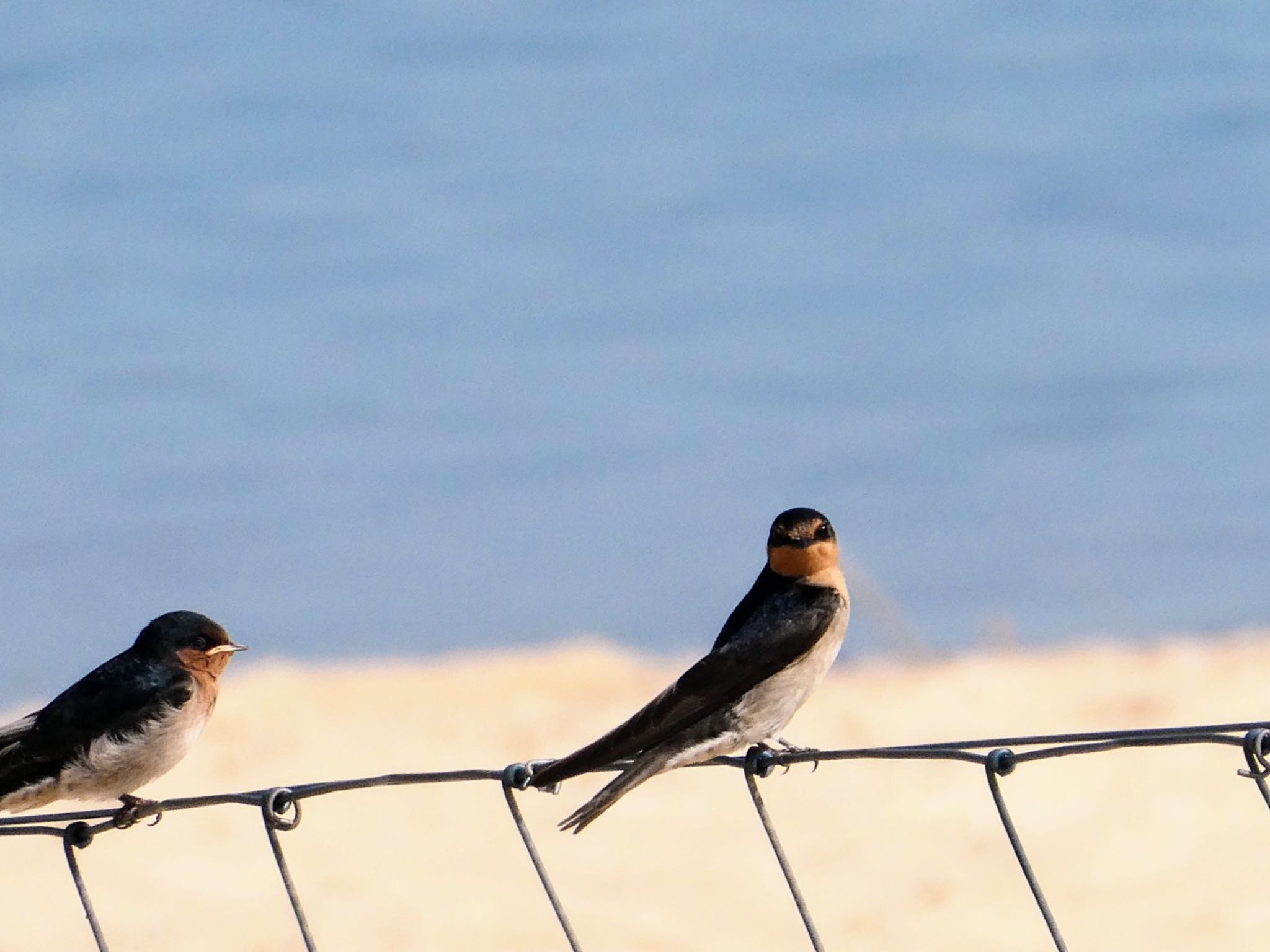 Photo of Welcome Swallow at The Entrance, NSW, Australia by Maki