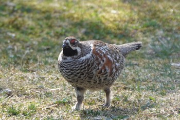 Hazel Grouse Tomakomai Experimental Forest Wed, 5/4/2022